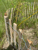 Ganivelle sciée non écorcée en châtaignier – Clôture naturelle